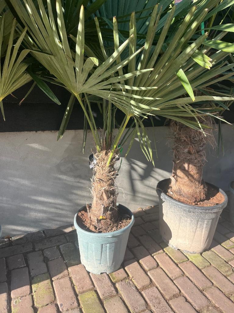 Palmbomen, Trachycarpus fortunei, Henneppalm, Overige soorten, Volle zon, Vaste plant, Ophalen of Verzenden
