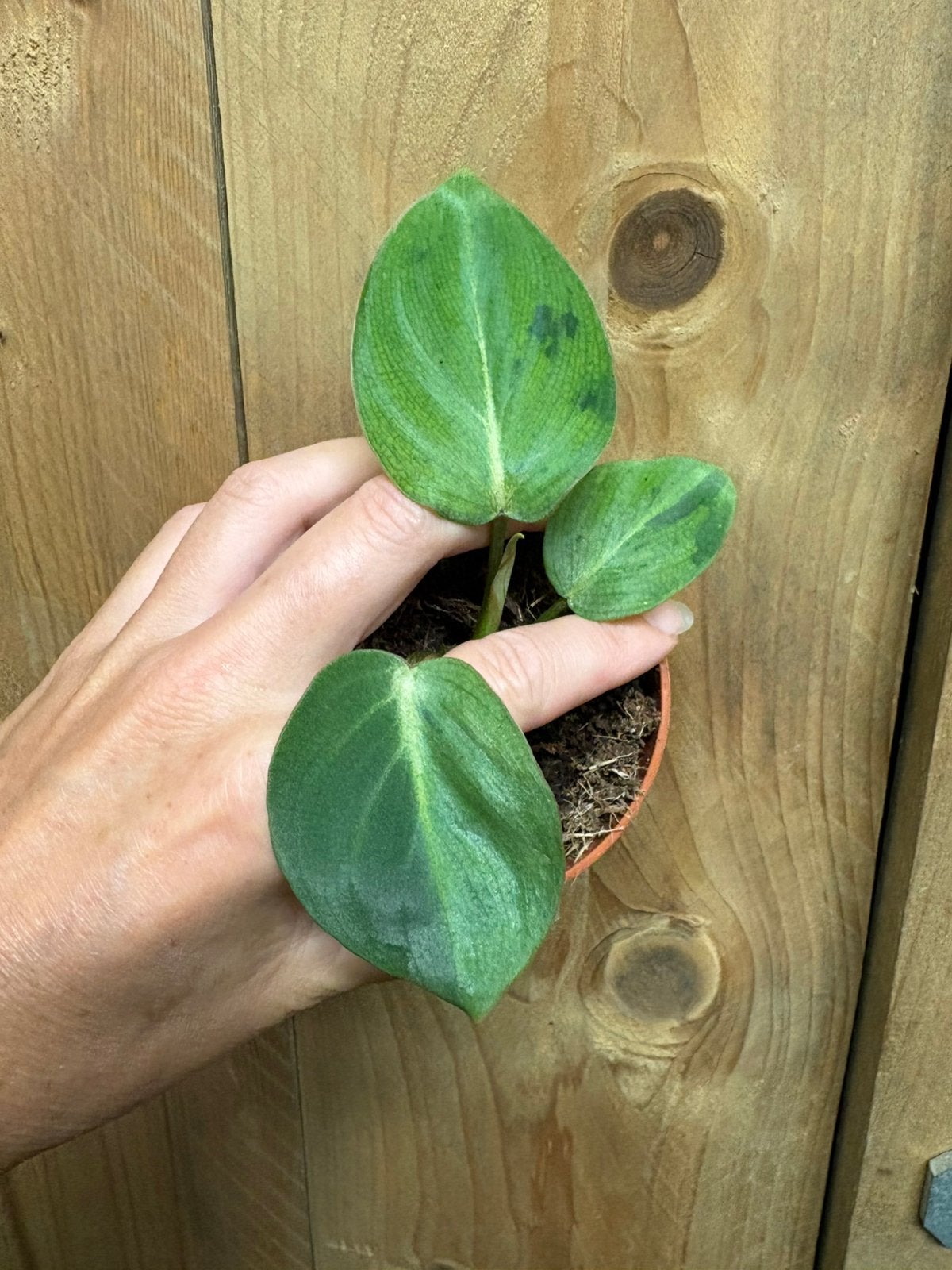Philodendron gloriosum plant variegata green mint gog, Ophalen of Verzenden, Halfschaduw, Minder dan 100 cm