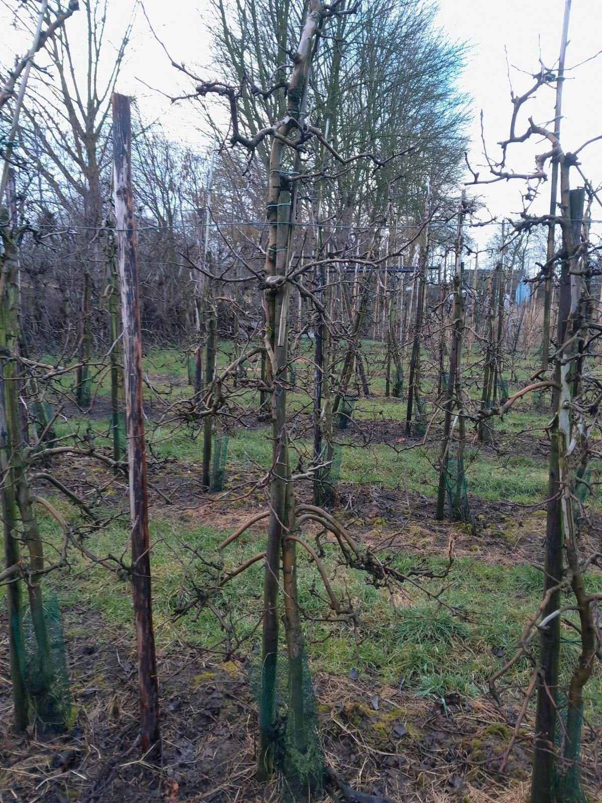 oude appelbomen, Ophalen, Lente