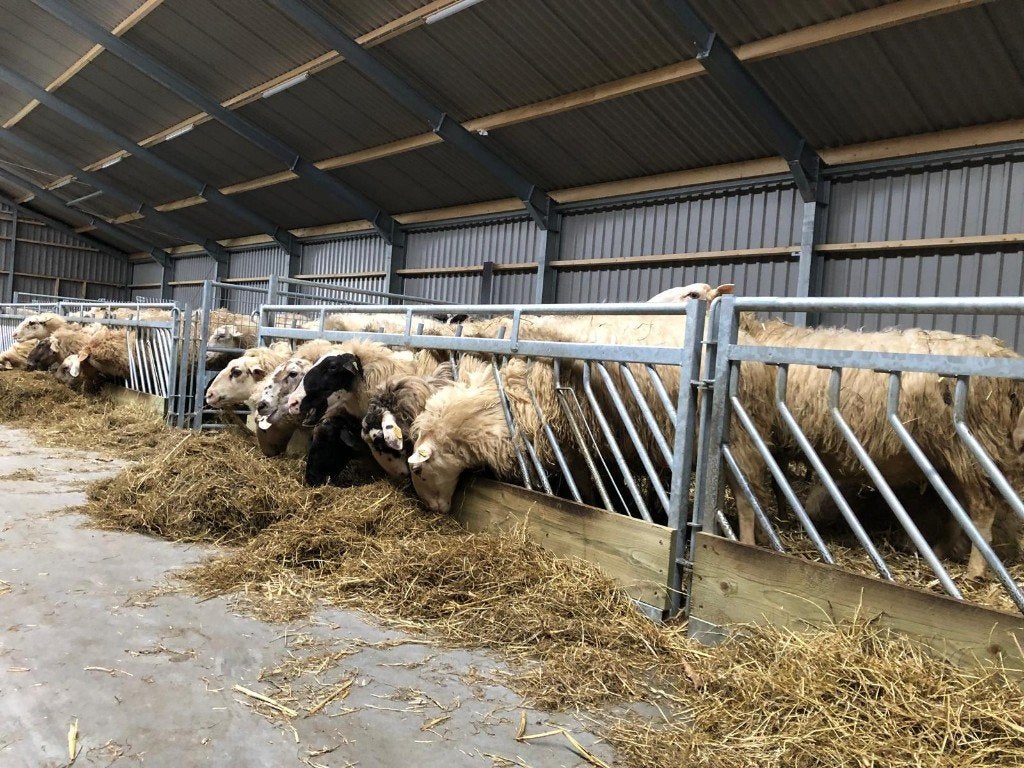 Zelfsluitend voerhek Veno stalinrichting schapenhek combinet, Dieren en Toebehoren, Meerdere dieren, Schaap