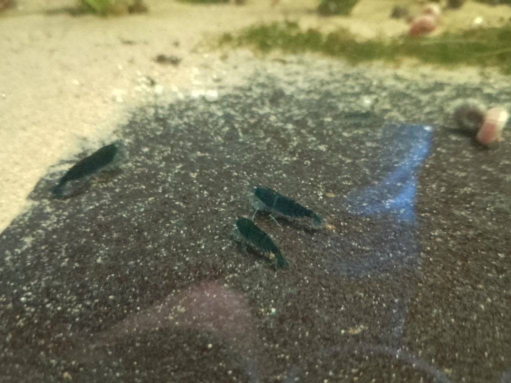 Blauwe Tijger garnalen BTOE, Dieren en Toebehoren, Vissen | Aquariumvissen, Kreeft, Krab of Garnaal, Zoetwatervis, Schoolvis
