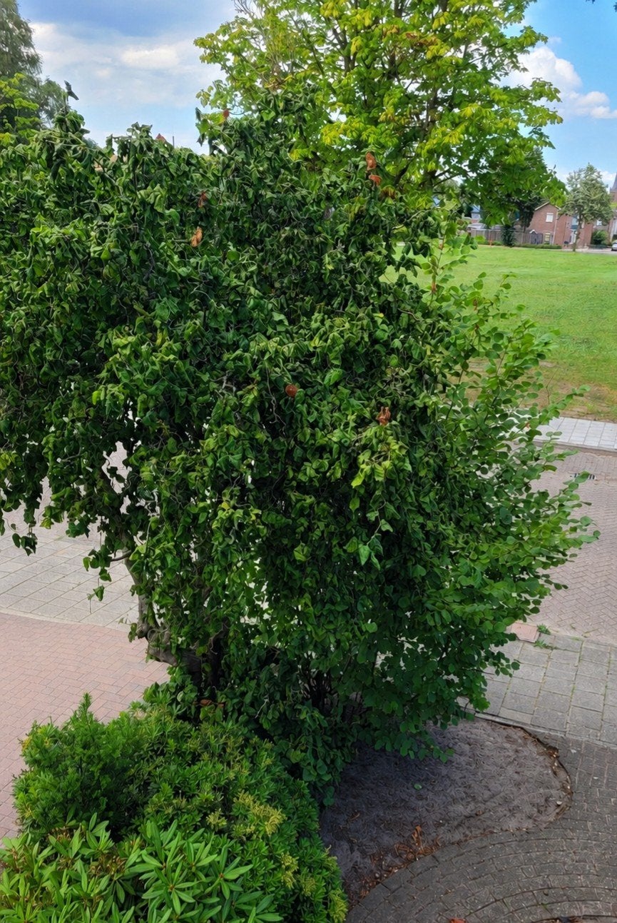 Gratis: Krulhazelaar, Tuin en Terras, Planten | Bomen, Ophalen, Volle zon, Overige soorten, 400 cm of meer