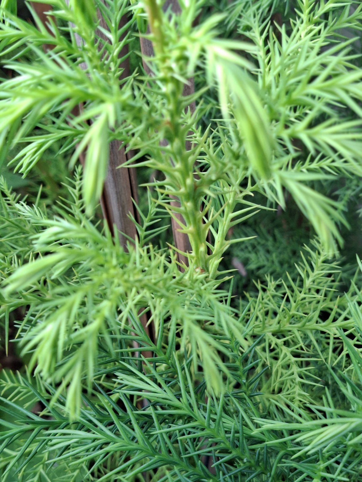 Japanse cipres (Cryptomeria japonica), Volle zon, Minder dan 100 cm, Zomer, Overige soorten