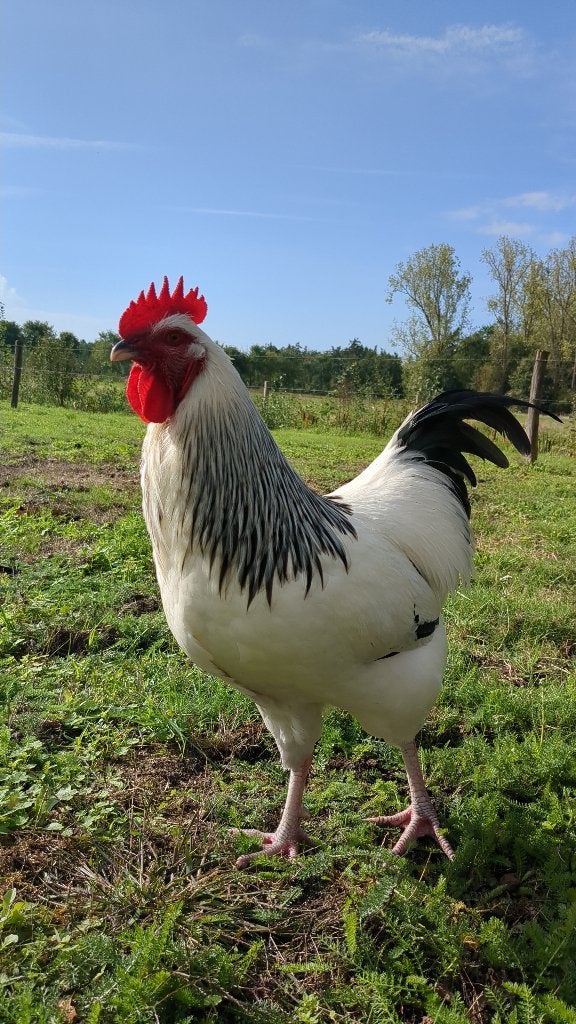 Mooie en sociale haan, Dieren en Toebehoren, Mannelijk, Kip