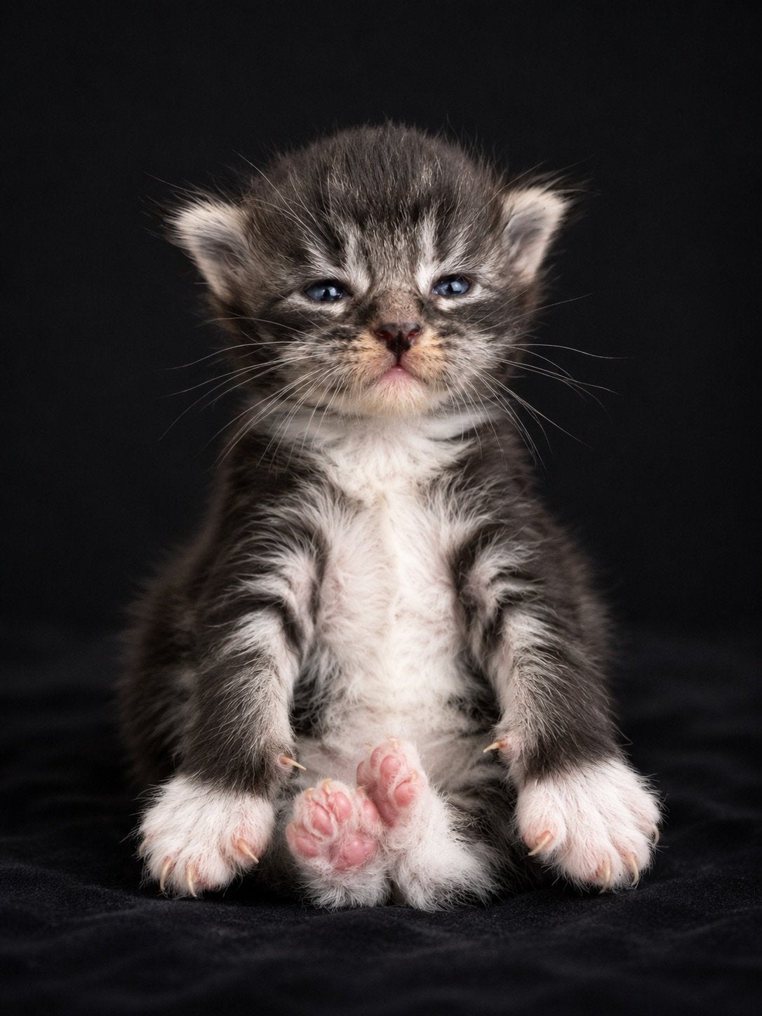 XXL Maine Coon 1 katertje polydactyl, Meerdere dieren, Gechipt, 0 tot 2 jaar
