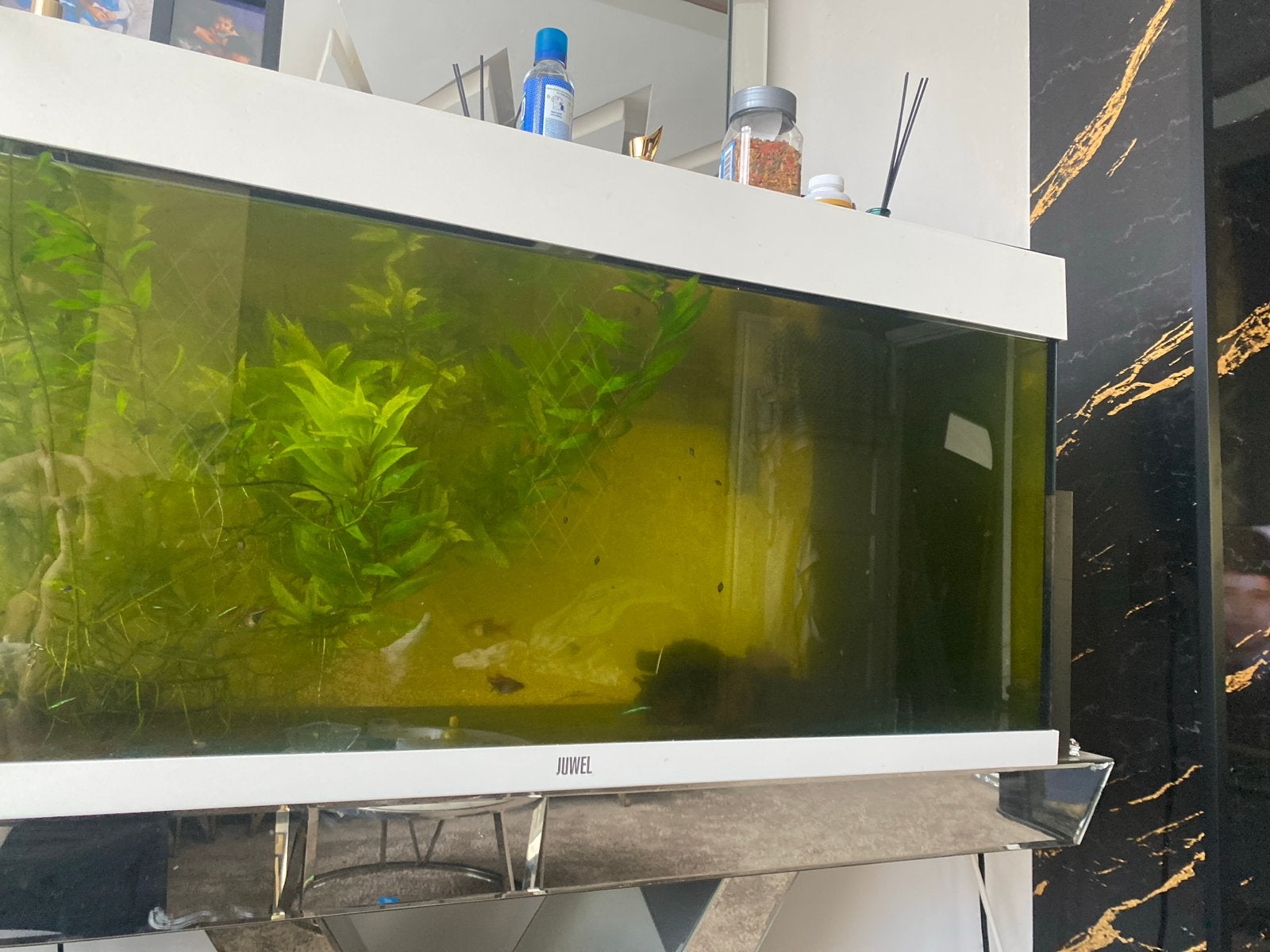 Aquarium groot alleen heeft een lampje nodig, Ophalen of Verzenden