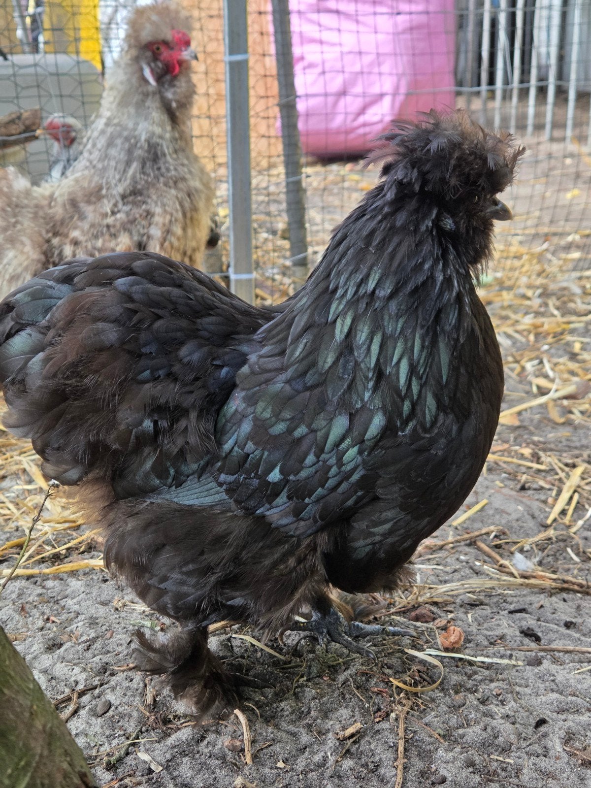 Zijdehoen broedeieren USA NU €2,- p.s /silkies zijdehoen, Ophalen, Nieuw, Overige typen