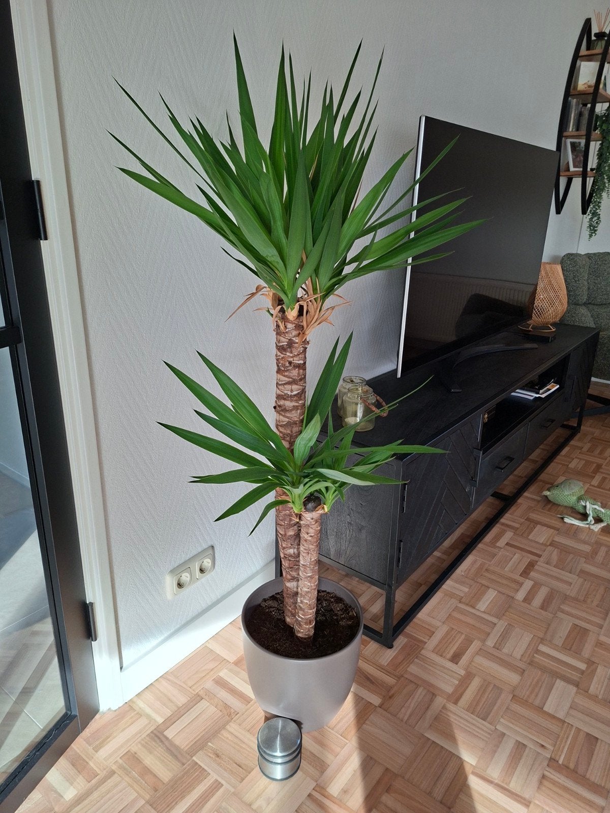 Grote Yucca plant van 150cm in mooie pot, Tuin en Terras, Ophalen, Vaste plant, Overige soorten