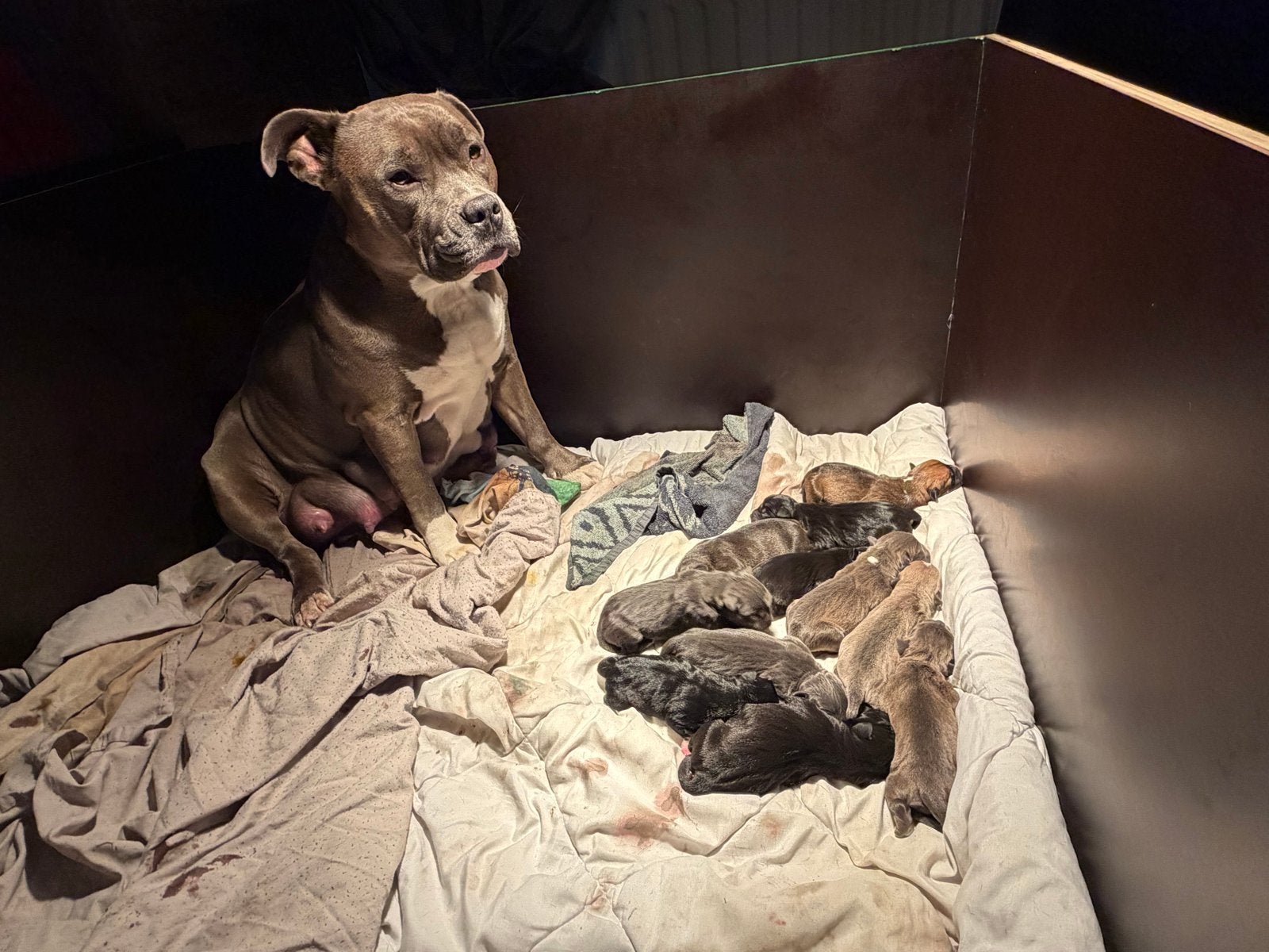 American Staffordshire Terier puppy’s, Dieren en Toebehoren, Parvo, 8 tot 15 weken, Meerdere, Meerdere dieren