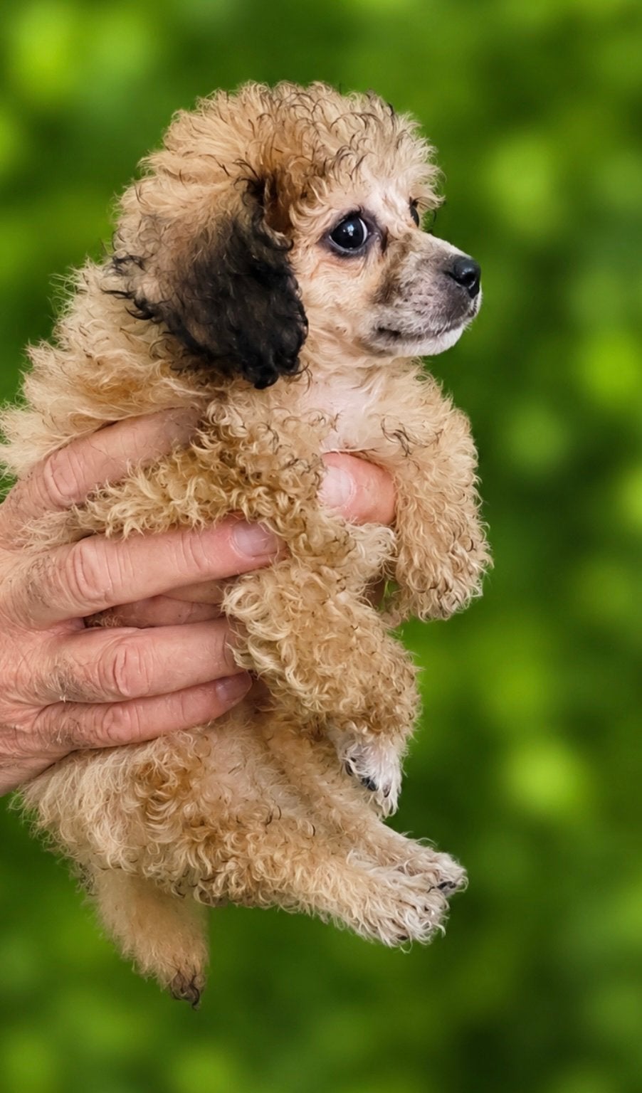 Drie toy poedel pupjes, Poedel, Parvo, Reu, 8 tot 15 weken
