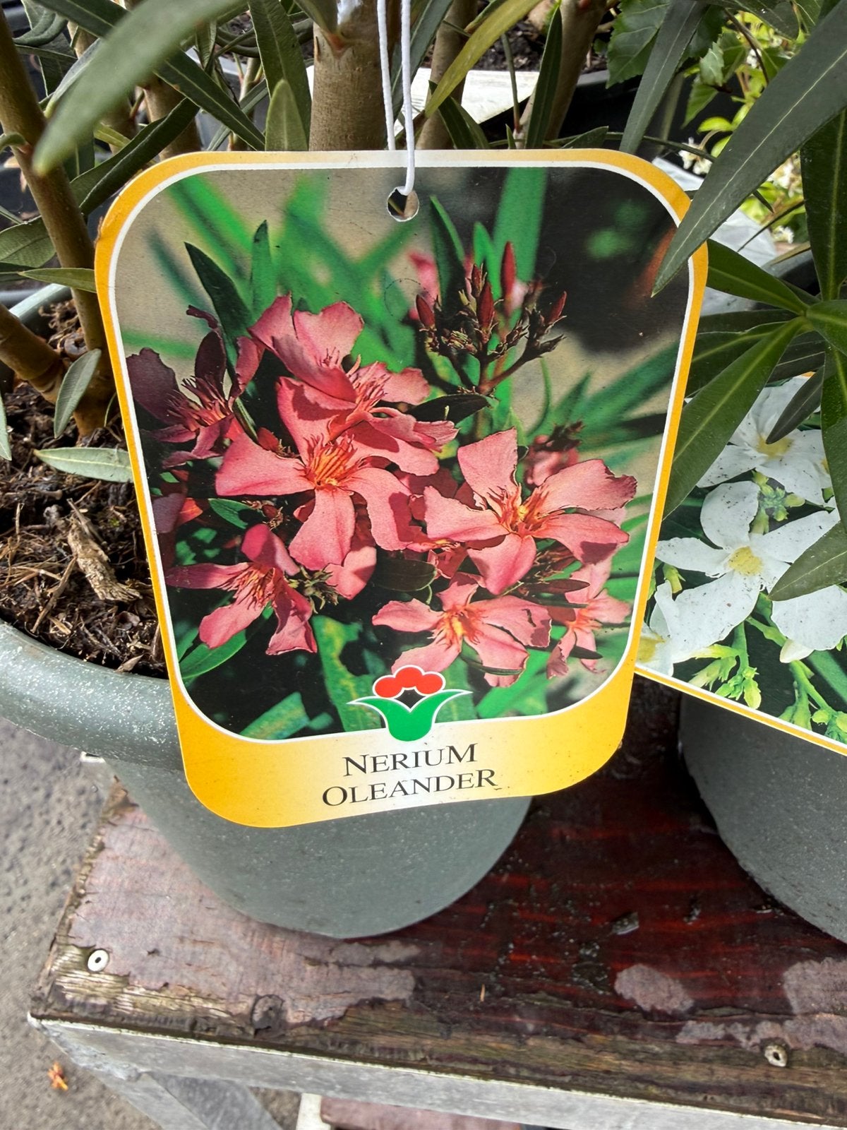 Oleanders grote planten nergens goedkoper za 13/6 9,95, Volle zon, Vaste plant, Zomer, Ophalen