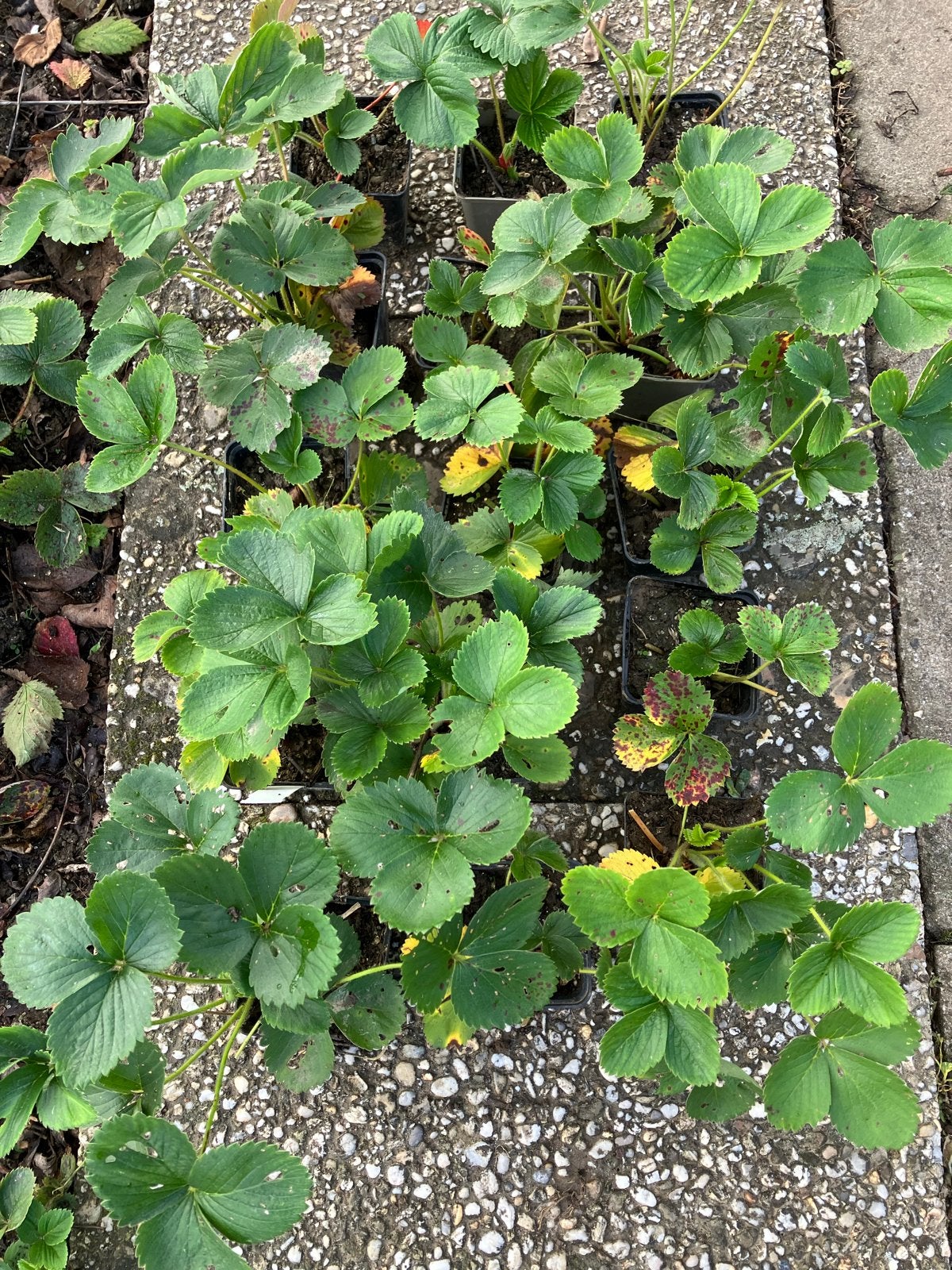 Aardbeiplanten - Verse aardbeien uit eigen tuin, Ophalen, Volle zon, Vaste plant, Fruitplanten