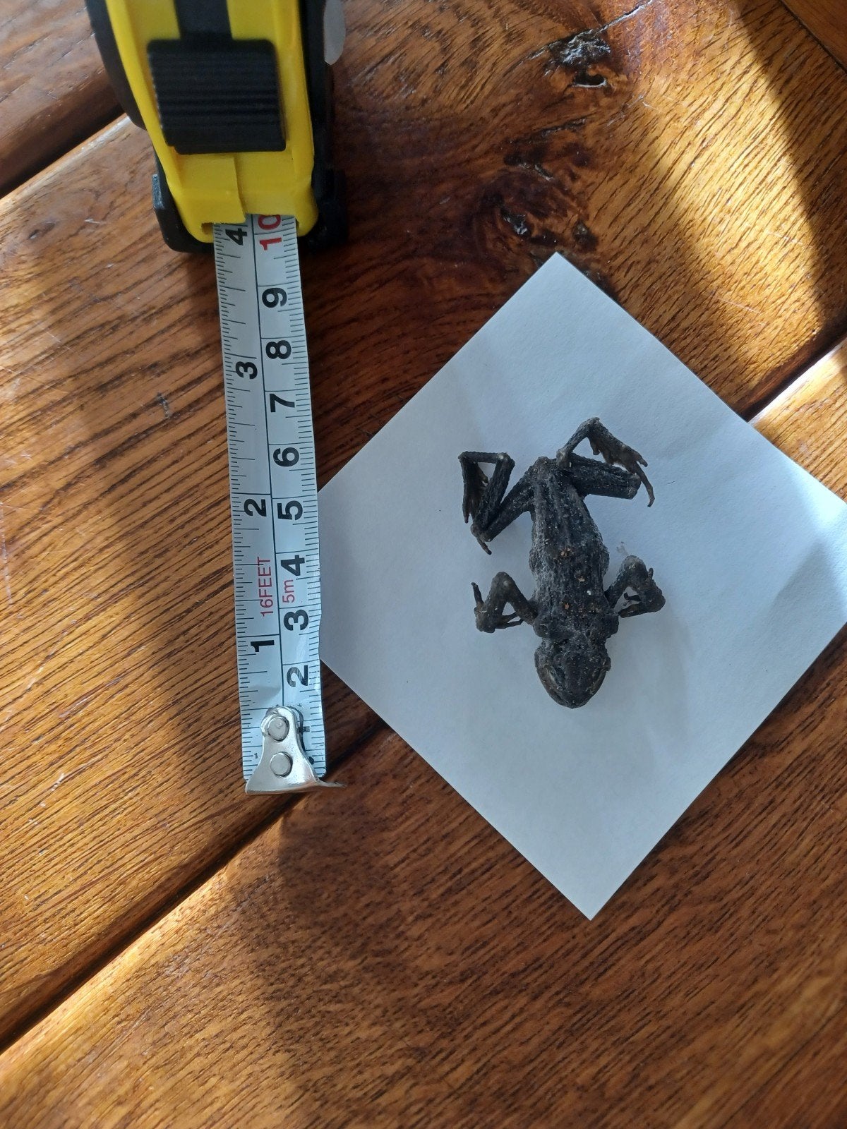 Gemummificeerde jonge kikker/pad - Uniek object, Verzamelen, Ophalen of Verzenden, Gebruikt