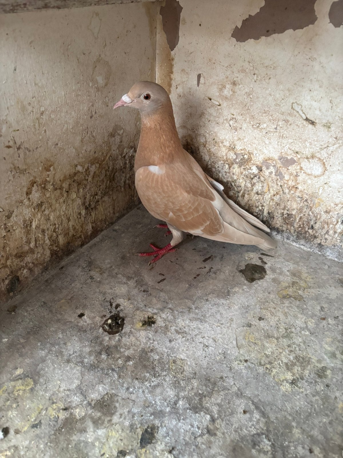 Mooie duivin, Dieren en Toebehoren, Vogels | Duiven, Vrouwelijk, Kropper