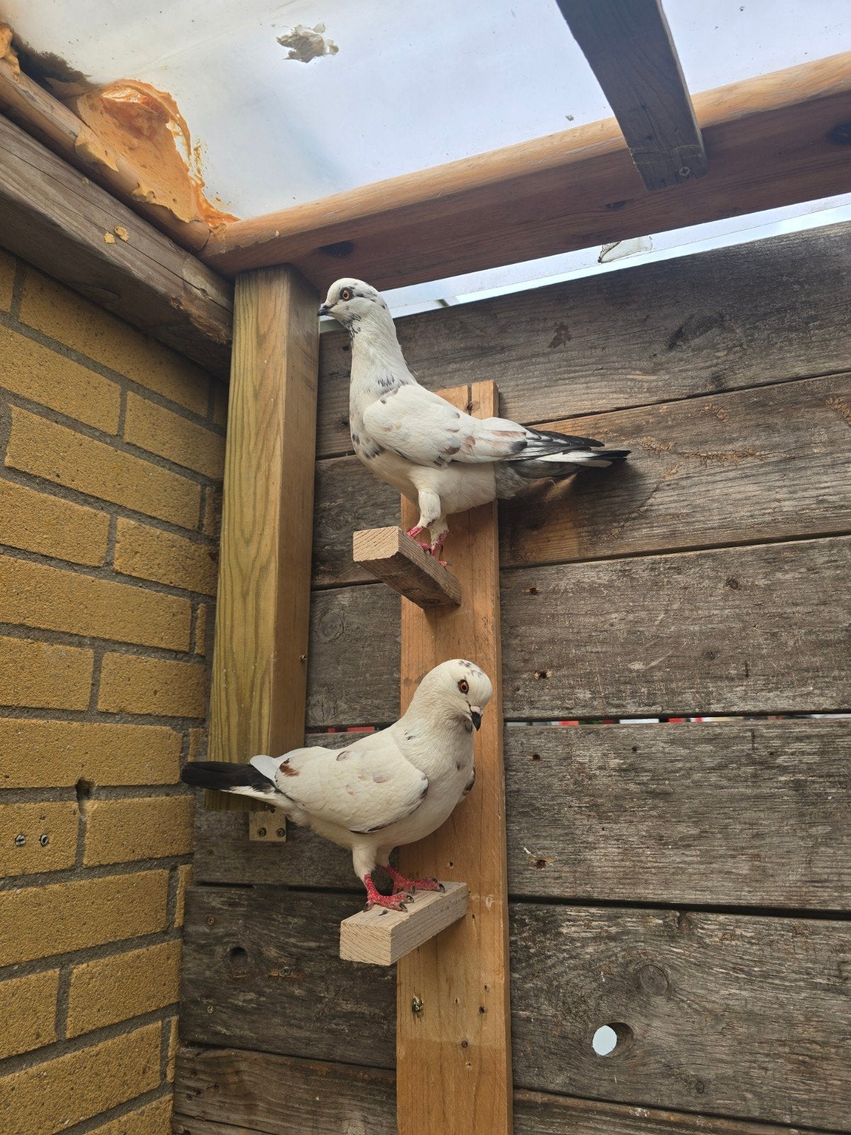 Mooie koppel duiven, Dieren en Toebehoren, Meerdere dieren, Overige soorten