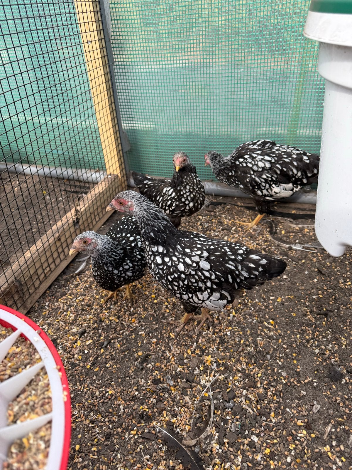 2x zwarte witte hen wyandotte kriel, Vrouwelijk, Kip
