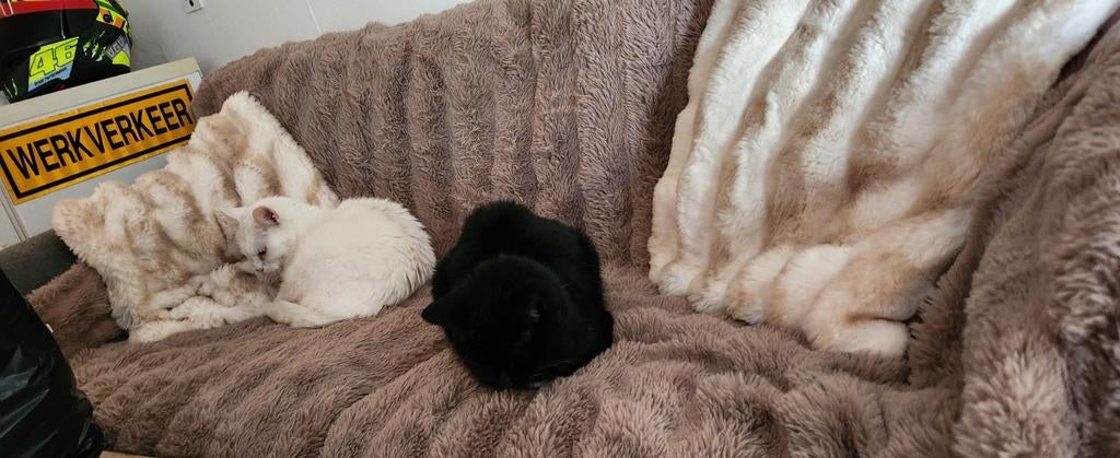 Met spoed opzoek na een nieuw huisje, Dieren en Toebehoren, Katten en Kittens | Overige Katten, Kater