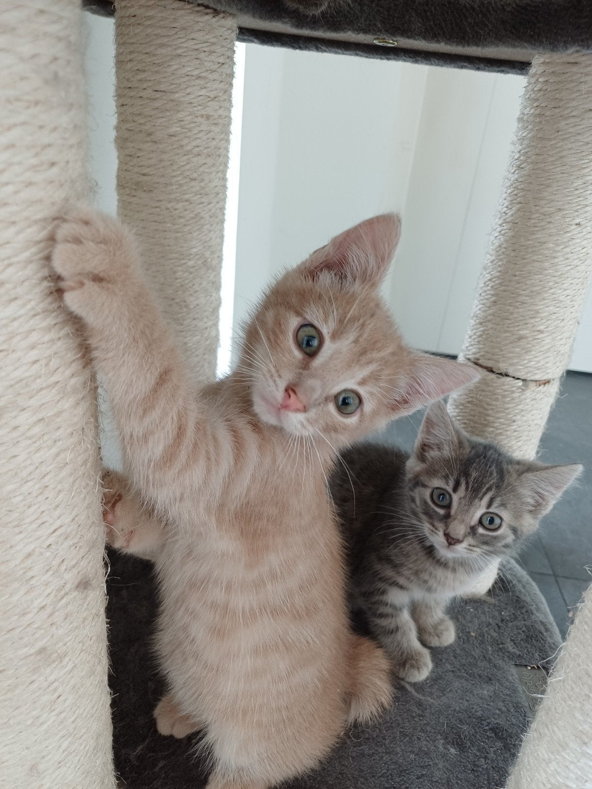 Mooie speelse kittens, Meerdere dieren