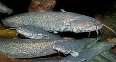 Europese meerval - Silurus glanis ca 9 / 14 cm - Koidreams, Vis, Zoetwatervis