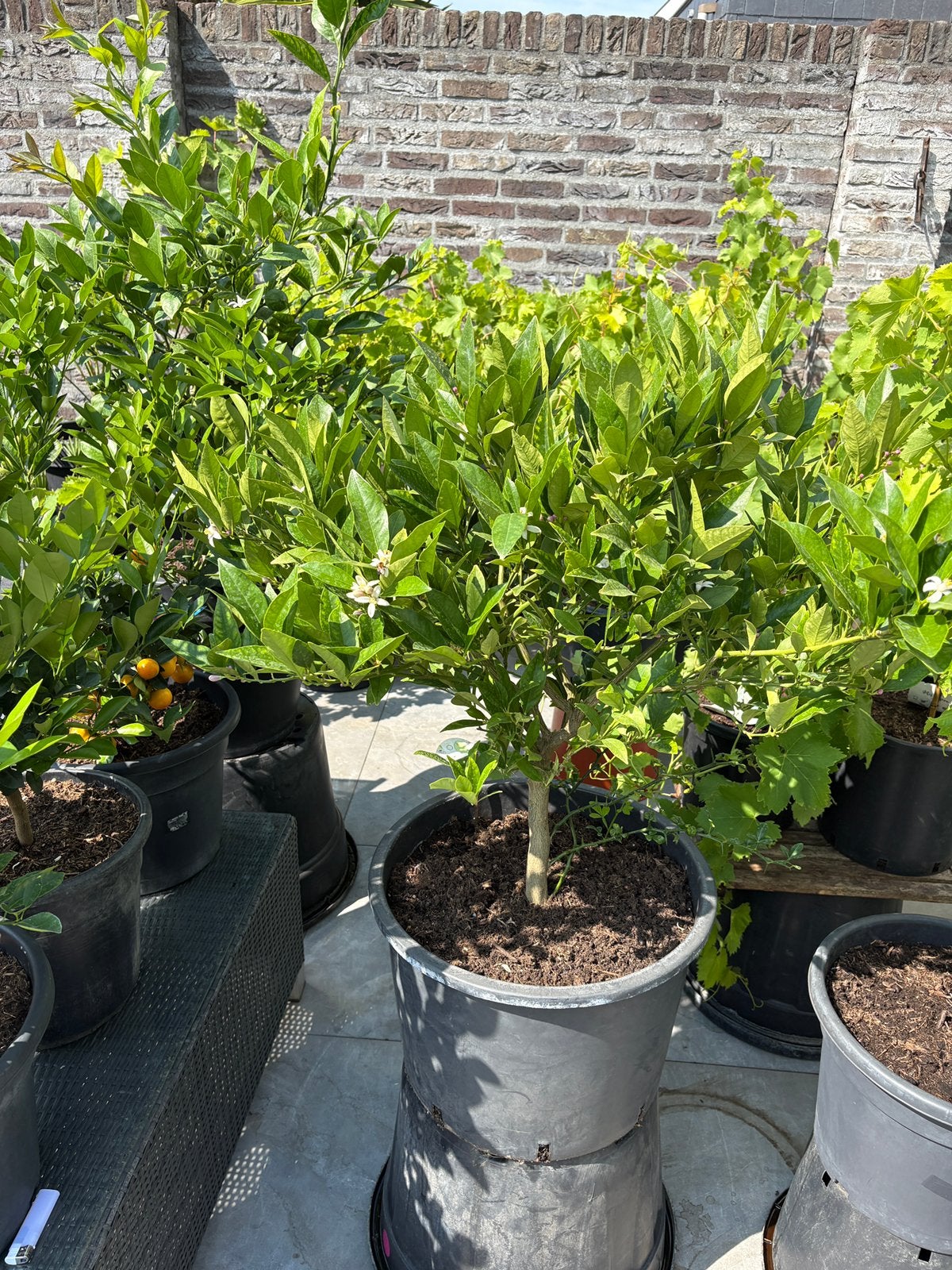 Prachtige zeer volle citrus limequat in een zeer ruime pot!, Ophalen, Minder dan 100 cm, Volle zon, In pot