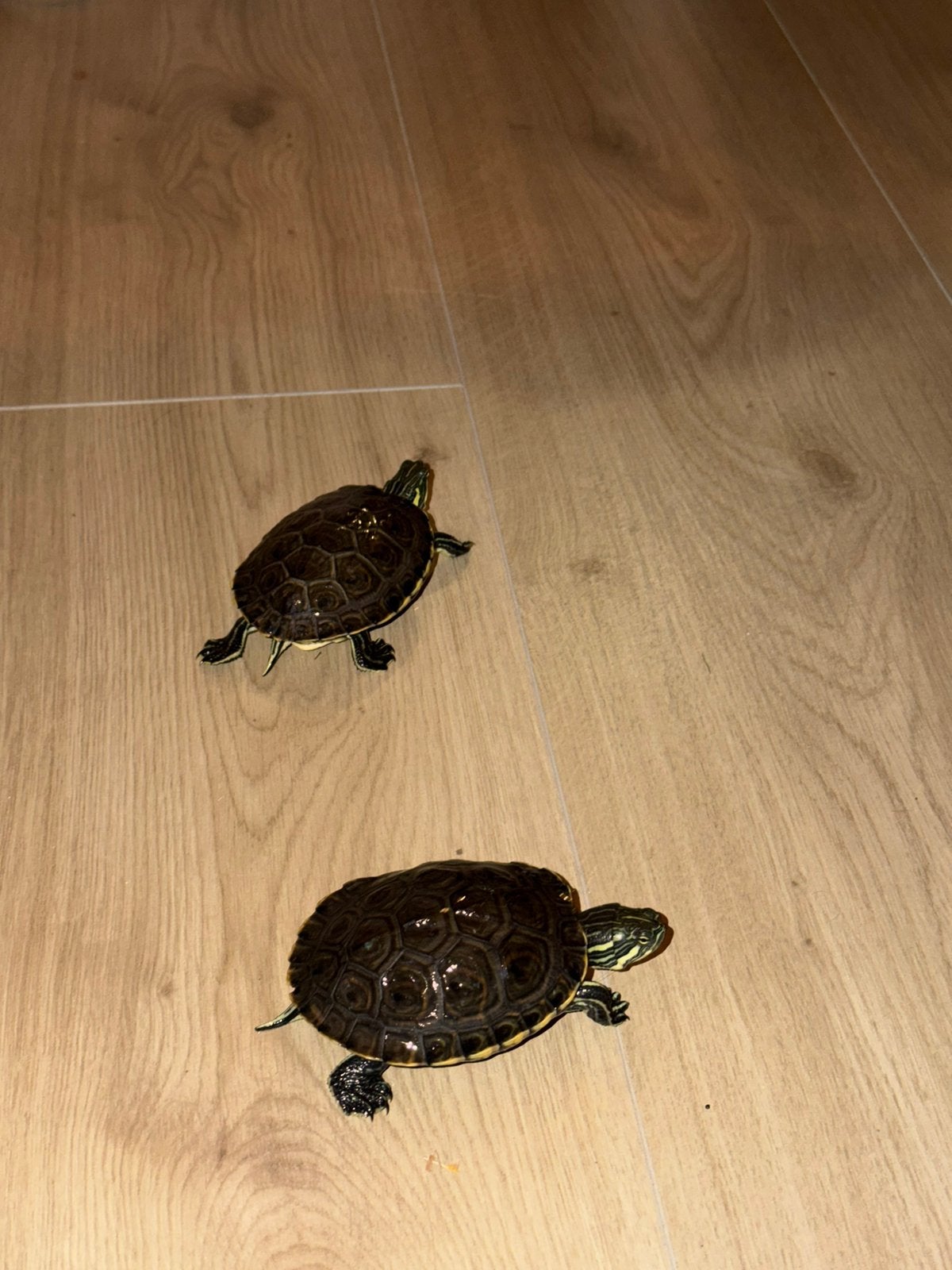 2 prachtige babies waterschildpadden 6 maanden oud ~10 cm Turtle - unknown for sale from Timmerman