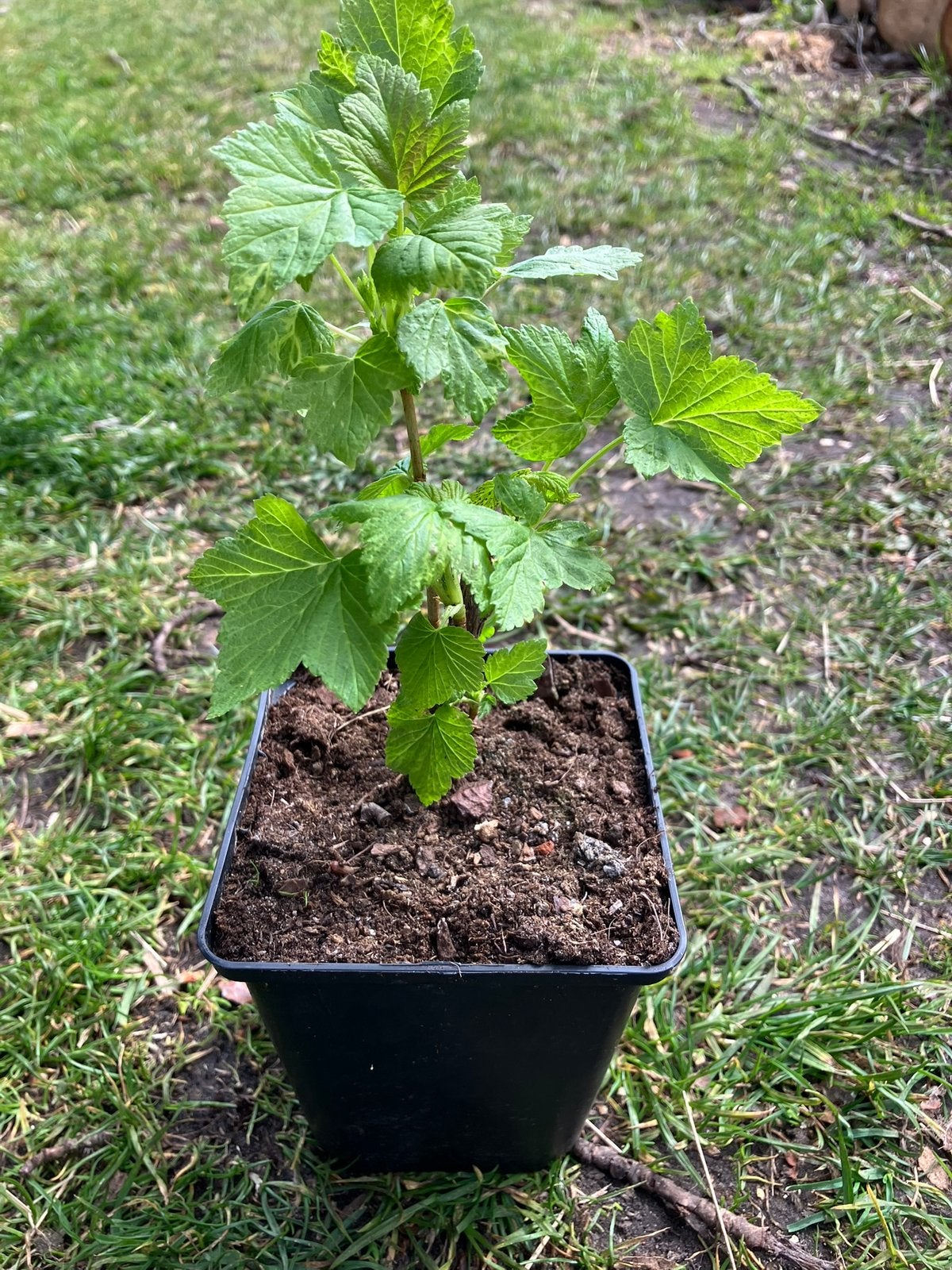 Zwarte bessenstruikjes verschillende rassen BIOLOGISCH, Ophalen, Vaste plant, Fruitplanten, Volle zon