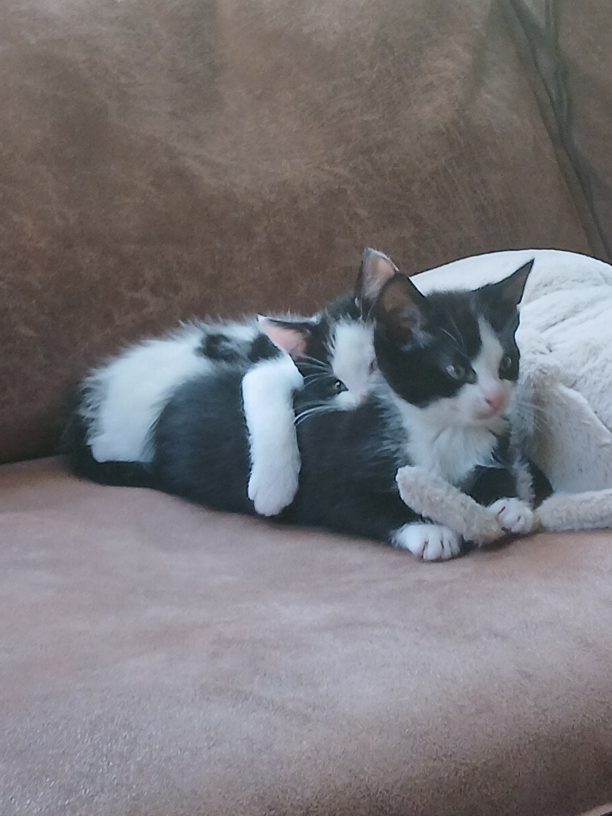 lieve zwart witte kittens moeder kruising siamees, Meerdere dieren
