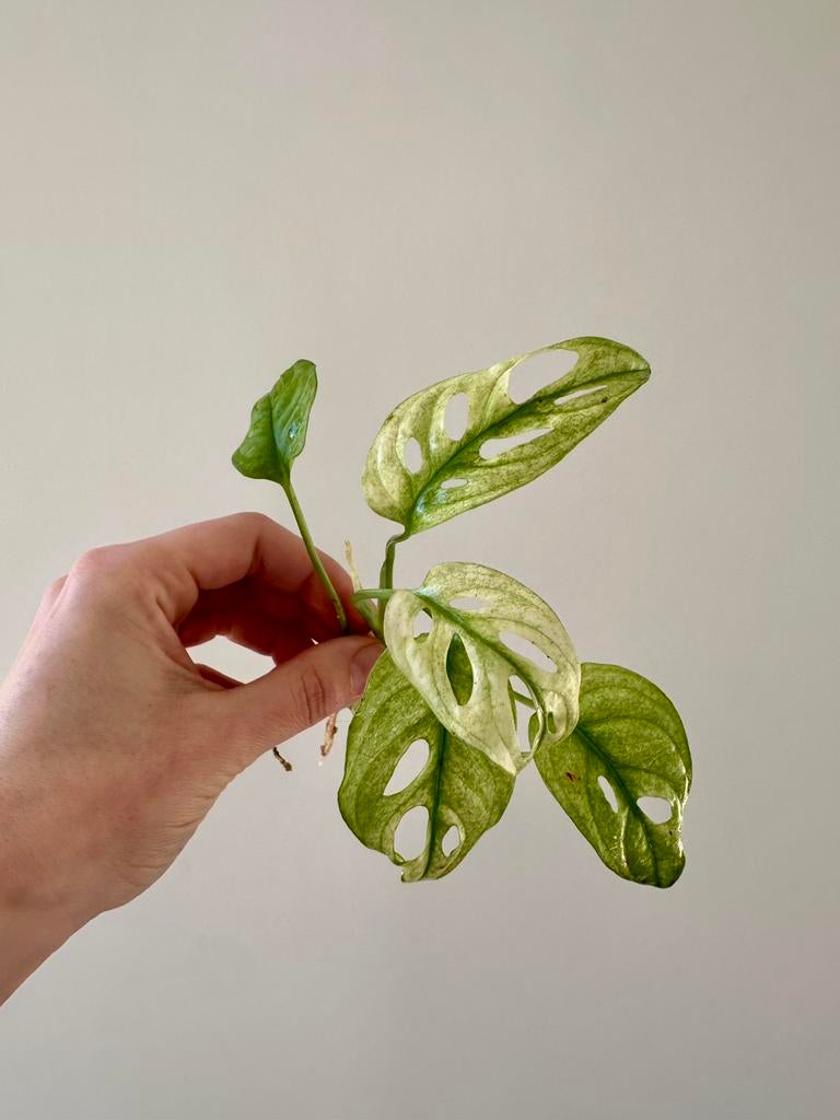 Monstera adonsonii variegata, Huis en Inrichting, Kamerplanten, Ophalen of Verzenden, Halfschaduw, Minder dan 100 cm