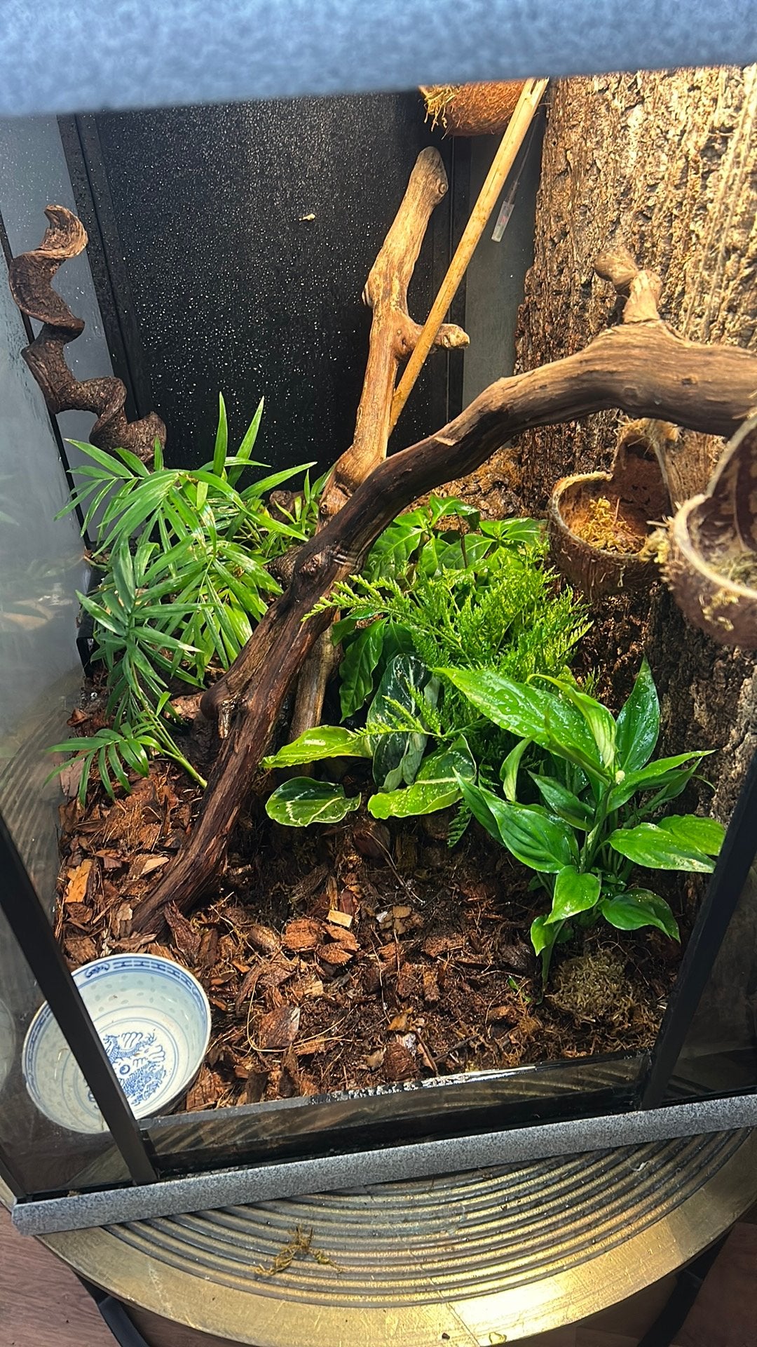 Winper gecko met terraruim, Dieren en Toebehoren, Ophalen, Gebruikt, Terrarium of Paludarium