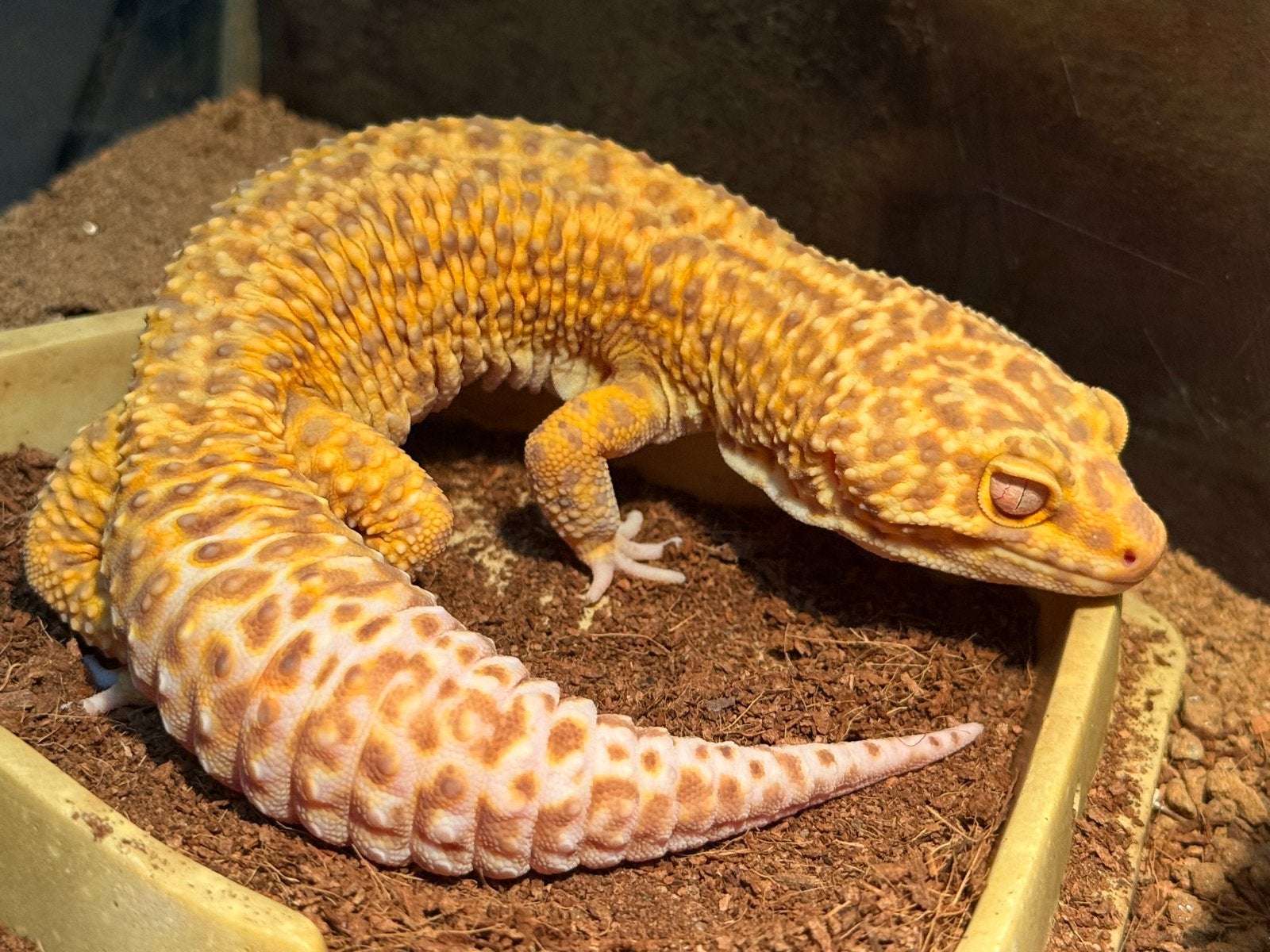 Luipaard gekko jnclusief terrarium Leopard Gecko photo 3