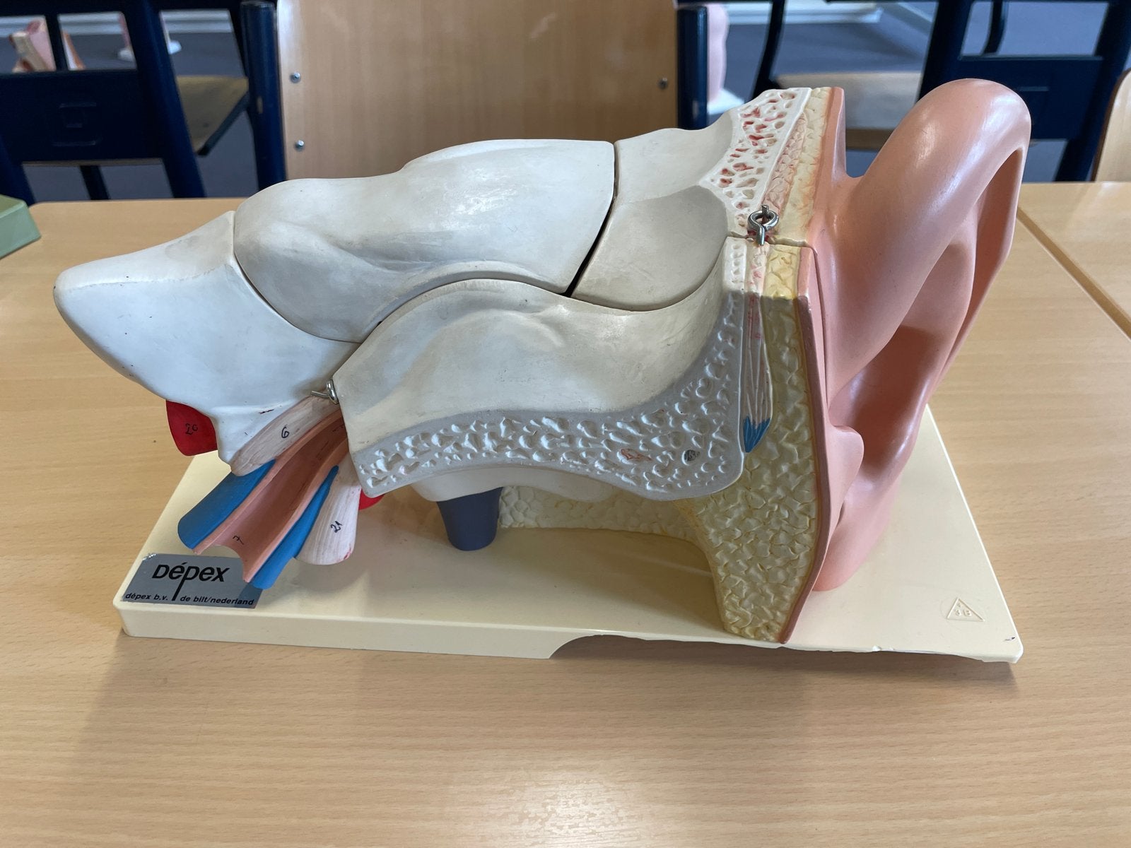 Anatomisch Oormodel Dépéx, Ophalen of Verzenden, Gebruikt