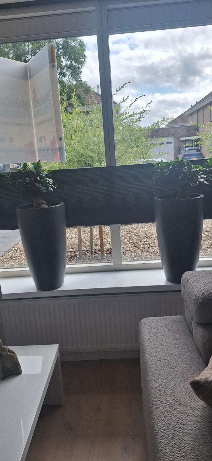 KOOPJE!!!! Twee Bonsai Ficus planten in pot, Ophalen, Ficus, Halfschaduw, In pot