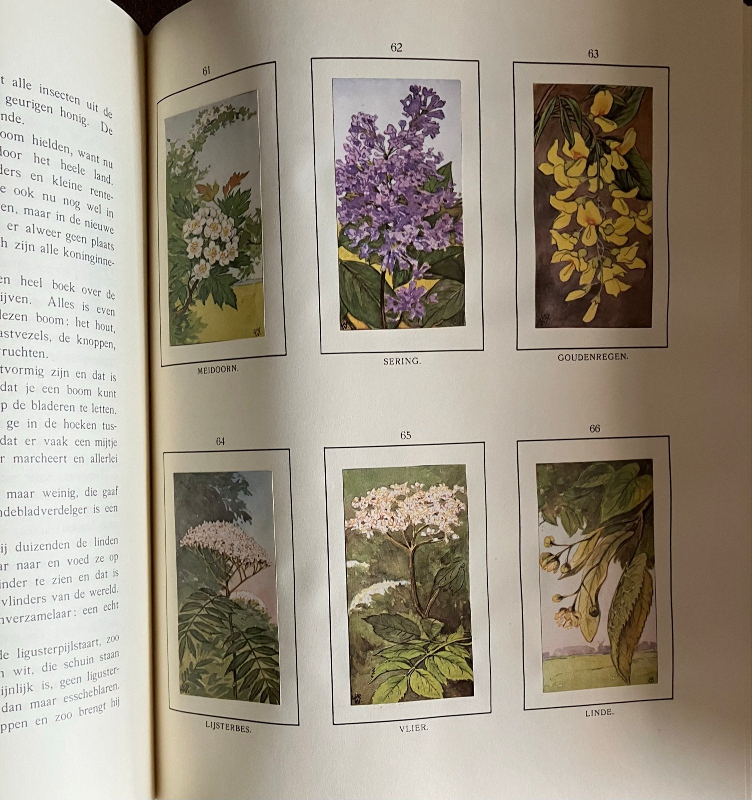 Jac. P. Thijsse - Zomer (1907) met losse platen, Boeken, Ophalen, Gelezen