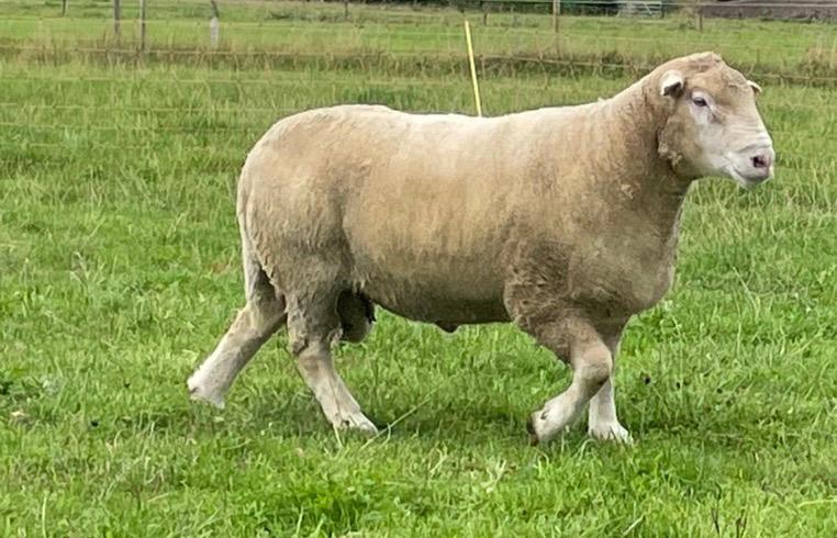 Poll dorset dekram zwoegervrij, Dieren en Toebehoren, Mannelijk, Schaap, 3 tot 5 jaar