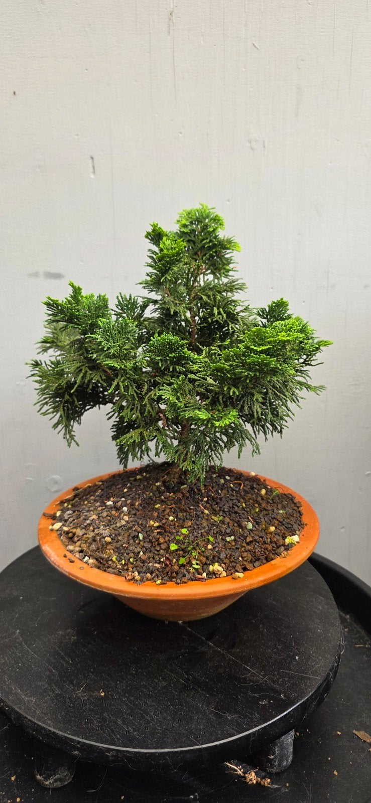 Chamaecyparis bonsai, Bloeit niet, Minder dan 100 cm, Volle zon, In pot