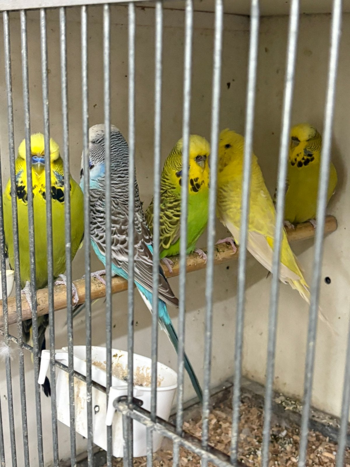 Twee koppels Engelse parkieten, Dieren en Toebehoren, Vogels | Parkieten en Papegaaien, Meerdere dieren, Parkiet