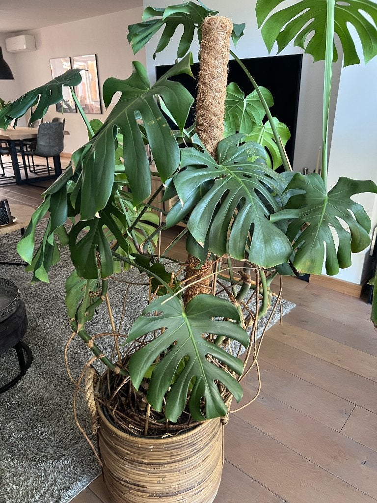 Monstera deliciosa, Ophalen, Overige soorten, Halfschaduw, 150 tot 200 cm