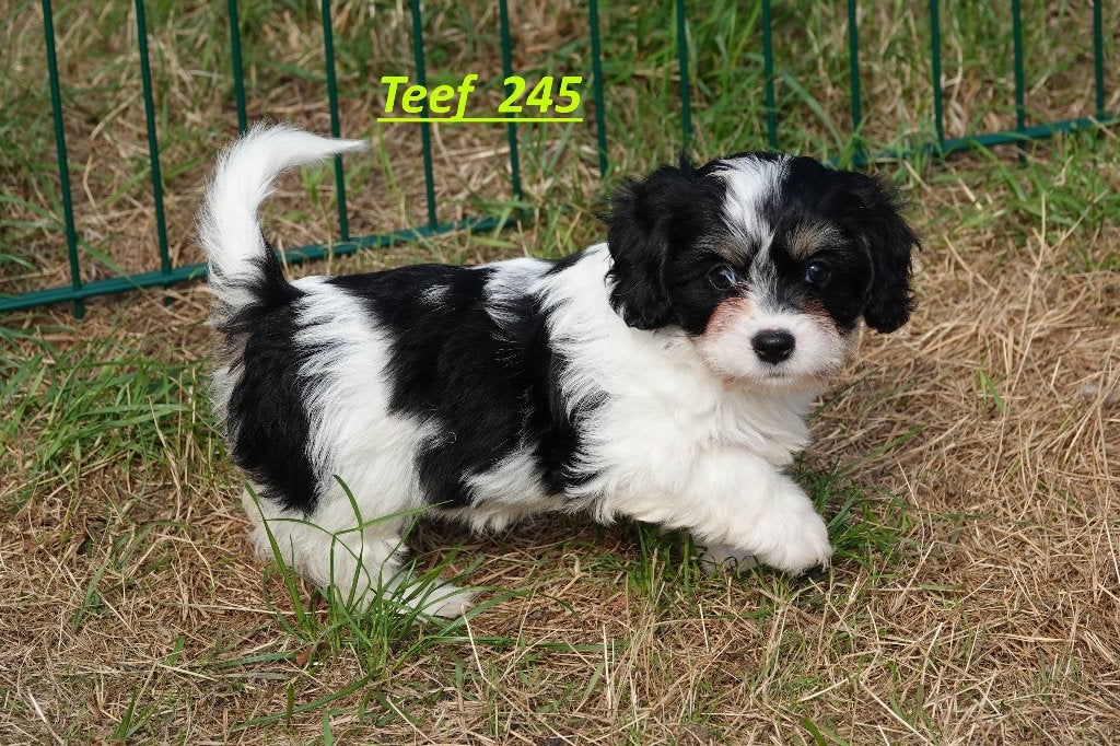 Maltezer x Cavalier K.C.S.                  (outcross), Parvo, Maltezer, Nederland, 8 tot 15 weken