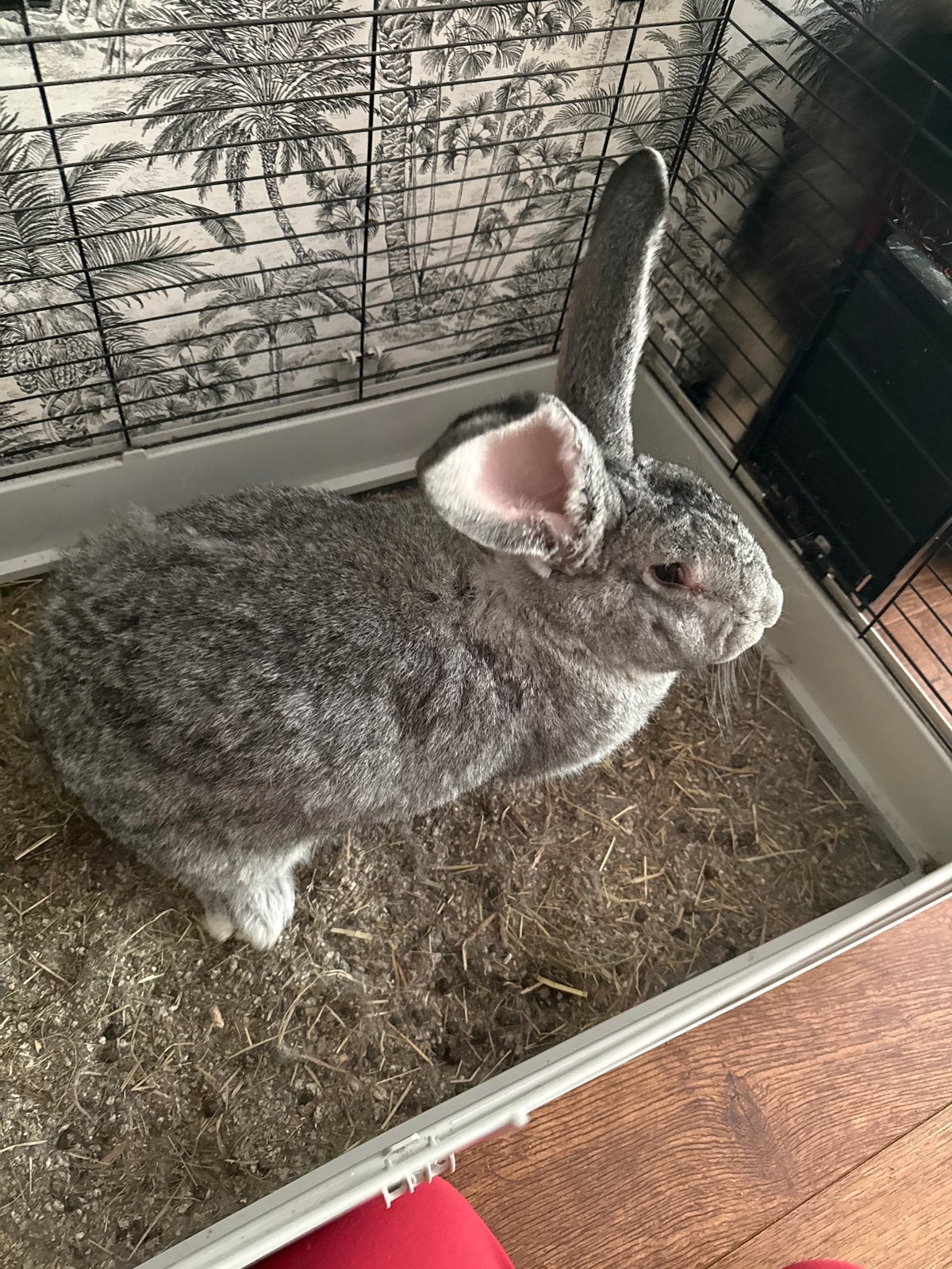 Lieve Vlaamse Reus Olaf zoekt nieuw huis, Dieren en Toebehoren, Mannelijk, Groot, 0 tot 2 jaar