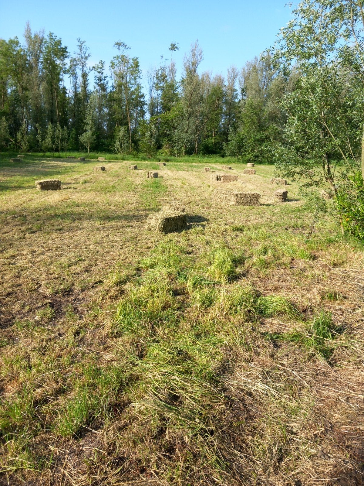 Natuurhooi 2026 Jocobskruidvrij, Dieren en Toebehoren