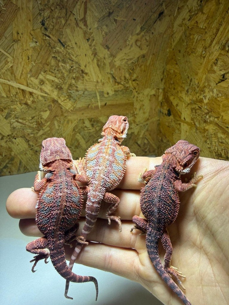 Baardagaam, jonge baardagamen Bearded Dragon photo 3