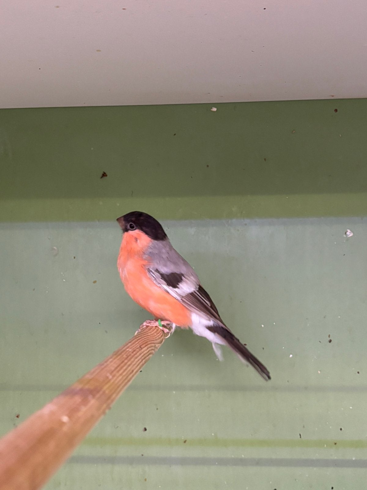 Bruine goudvink man, Dieren en Toebehoren, Mannelijk, Wildzangvogel, Geringd