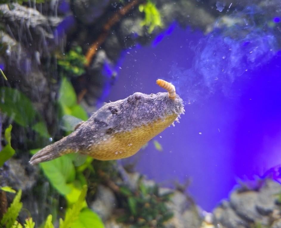 Tetraodon Pao Baileyi->Hairy Puffer->Kogelvis incl aquarium, Dieren en Toebehoren, Vissen | Aquariumvissen, Vis