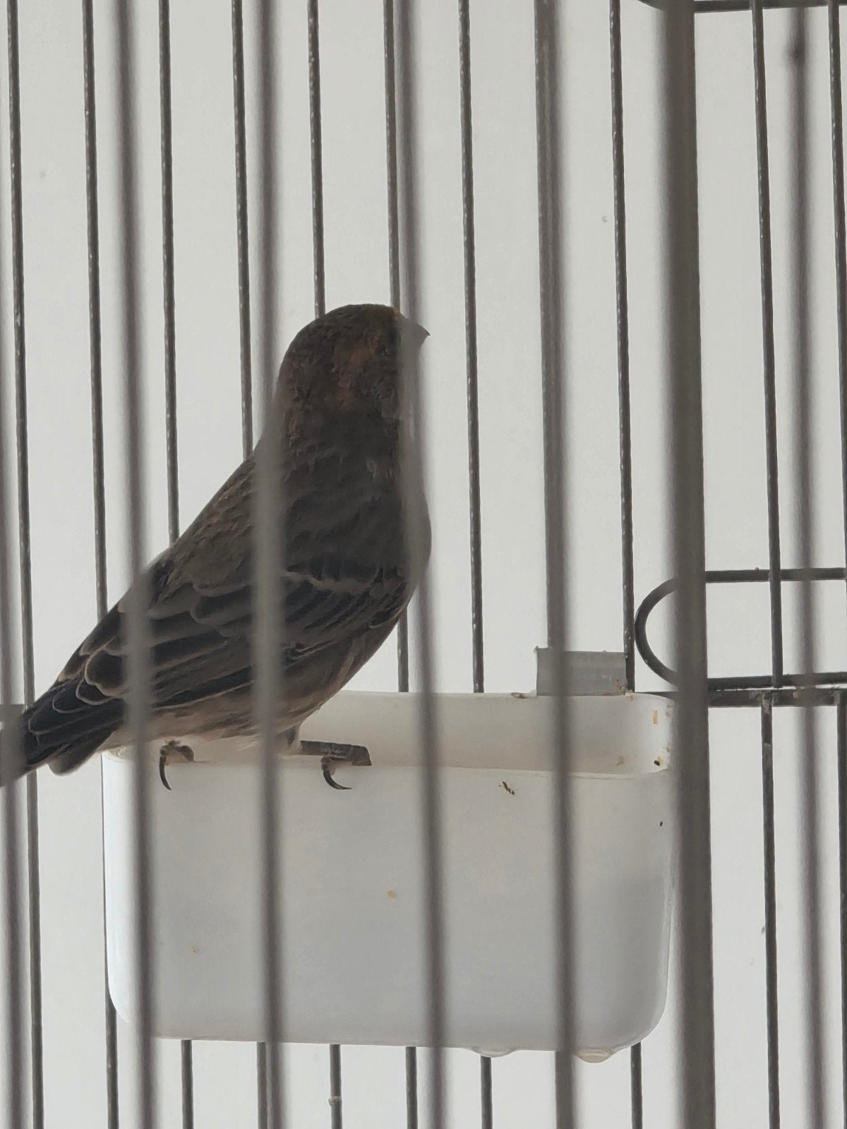 Mexicaanse roodmus Man 2026, Dieren en Toebehoren, Mannelijk, Tropenvogel, Tam