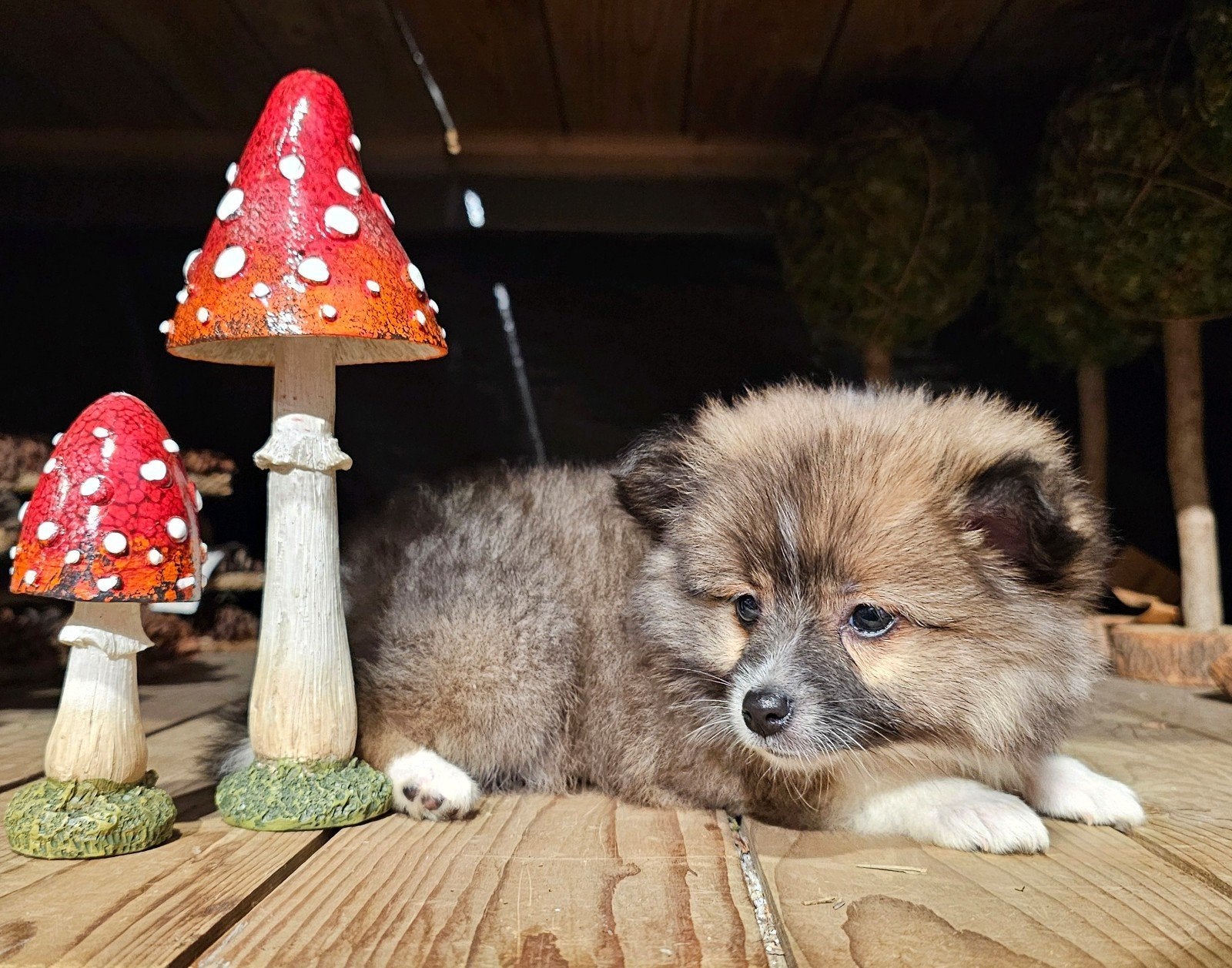 Pomeriaan x Sheltie, CDV (hondenziekte), 8 tot 15 weken, Meerdere, Meerdere dieren