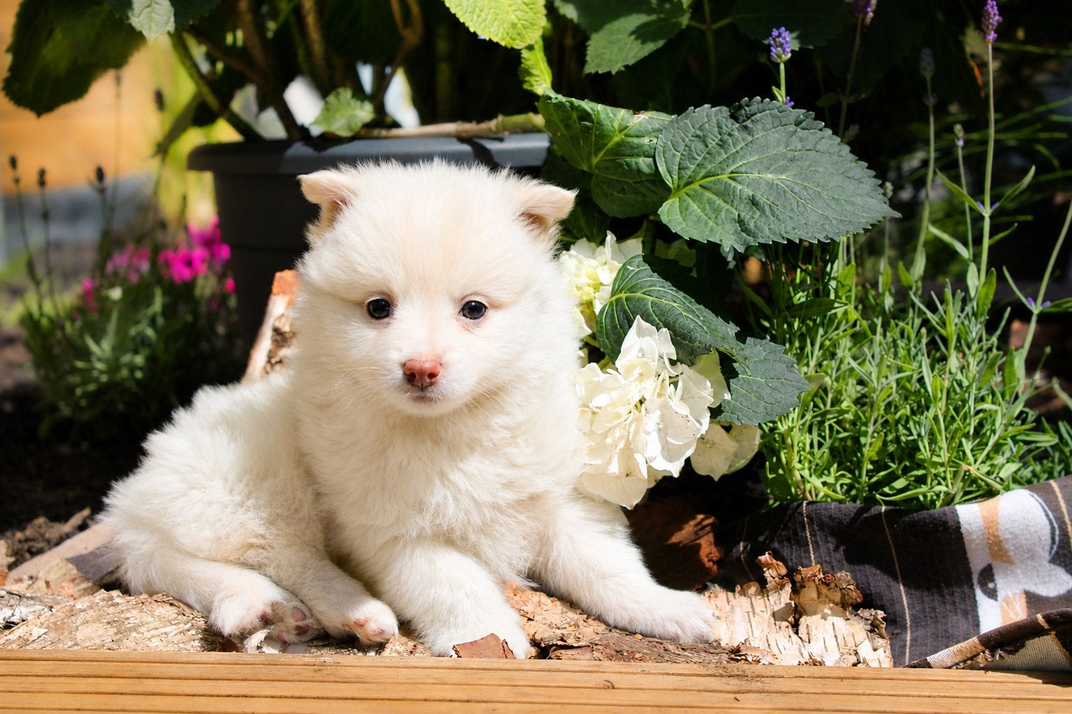 ✨pomeriaan x dwergkees puppys 3 reutjes✨, Parvo, Keeshond, 8 tot 15 weken, Meerdere