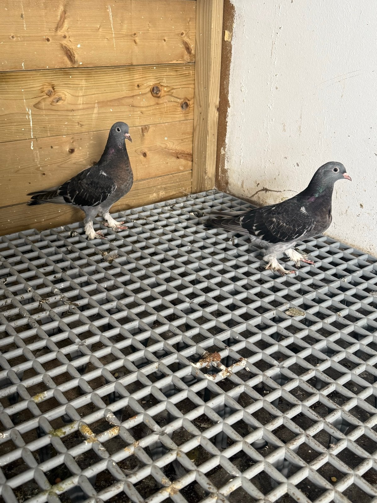 Mooi jonkies Takkla bijna twee maanden oud, Dieren en Toebehoren