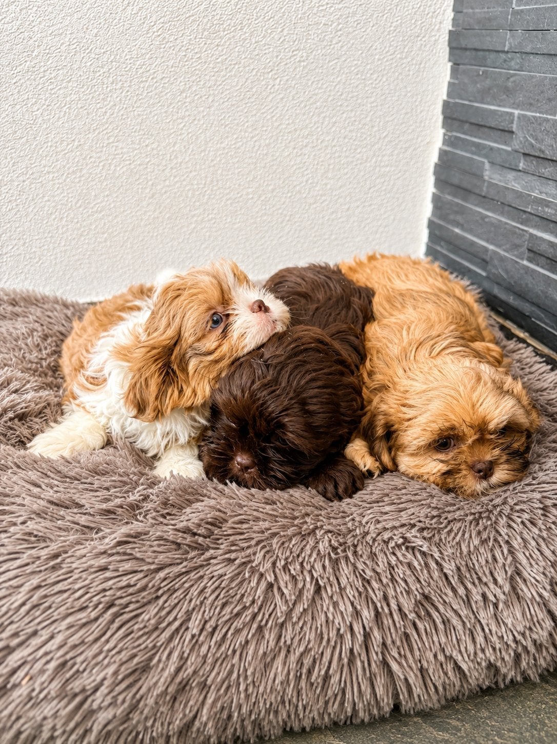 LIEVE BOOMER x BOOMPOO PUPS, Dieren en Toebehoren, Overige rassen, Meerdere, Meerdere dieren, Nederland
