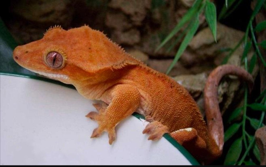 opzoek naar een wimpergekko, Dieren en Toebehoren, Hagedis, 0 tot 2 jaar