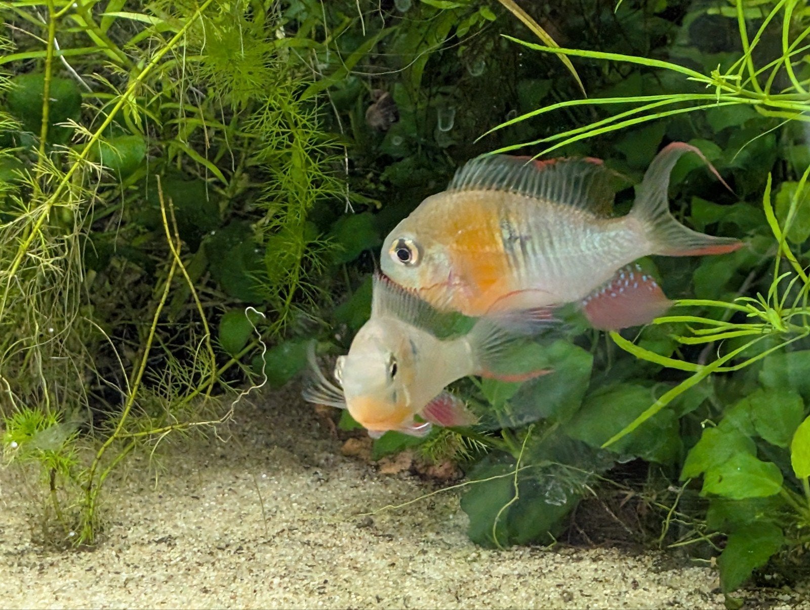6 Mikrogeophagus altispinosus, Vis, Zoetwatervis